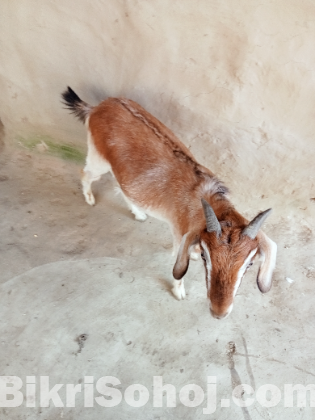 খাসি ছাগল দুই দাঁত